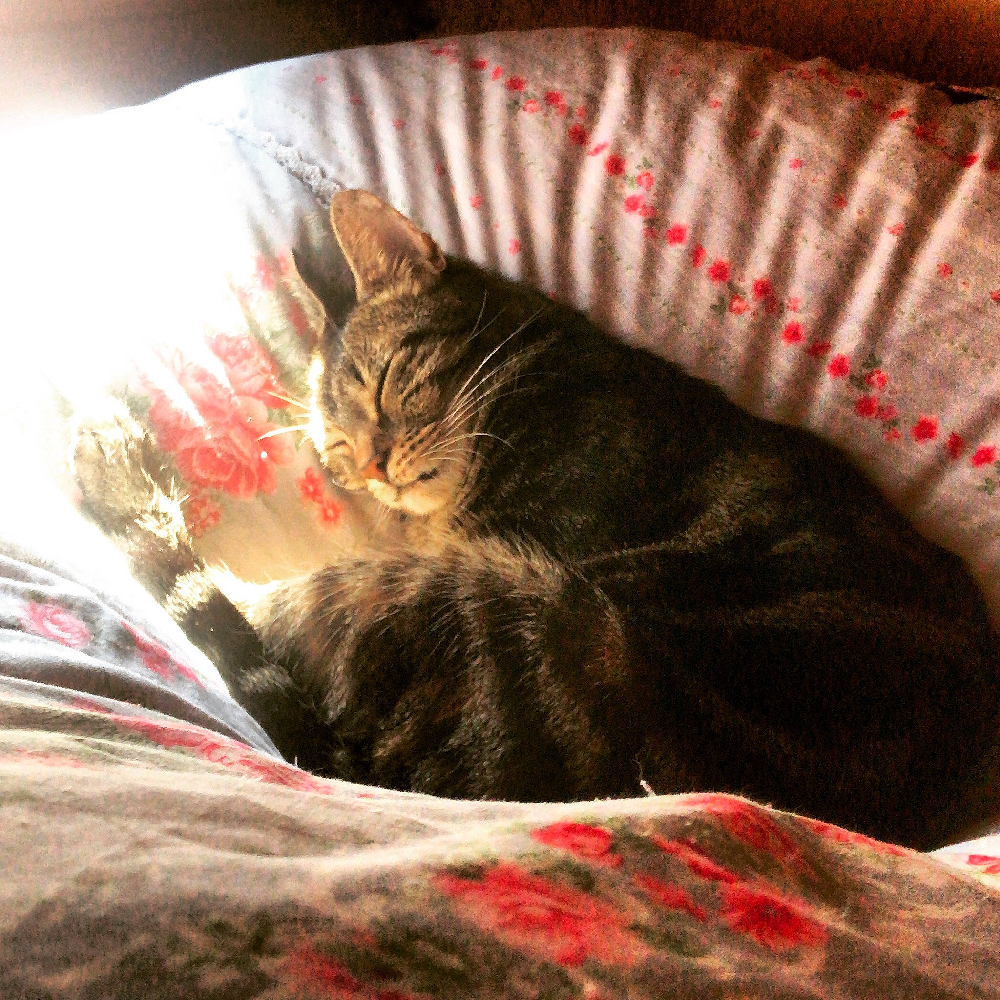 Fice participe au concours pour gagner de l'argent avec cette photo : bed, bedding, carmine, carnivore, cat, comfort, domestic_short_haired_cat, felidae, fur, grey, linens, nap, room, sky, small_to_medium_sized_cats, tail, textile, tints_and_shades, tree, whiskers