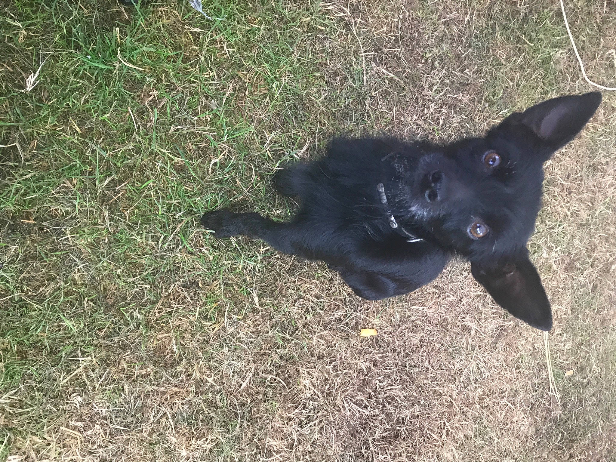 Ninja a rejoint le concours — aidez-le/la à gagner de superbes lots ! black_cat, black_norwegian_elkhound, borador, carnivore, companion_dog, dog, dog_breed, felidae, grass, hunting_dog, non_sporting_group, plant, shadow, snout, soil, tail, terrestrial_animal, tints_and_shades, whiskers, working_animal