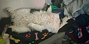 Coco is registered to the contest to win money with this photo: cat, black_and_white, fluffy, lying_down, blanket, paw_prints, bone_pattern, collar, indoor, relaxed, cozy, fabric, fur, pet, sleeping, soft, home, resting, animal, comfortable