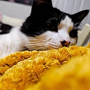 Coco joined the competition — help win amazing prizes! cat, black_and_white, close_up, resting, blanket, yellow, soft_texture, indoor, pet, whiskers, feline, cozy, relaxed, fur, animal, portrait, sleepy, comfortable, domestic, blurred_background