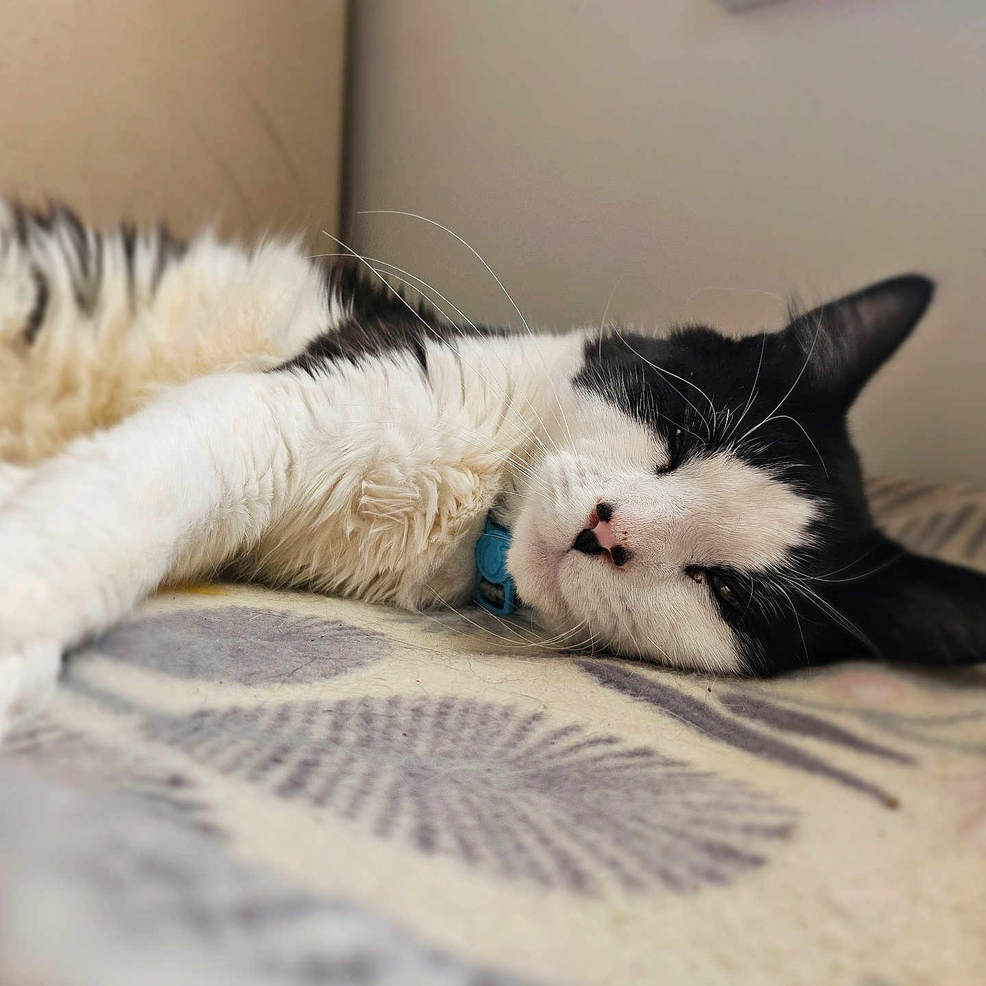 Coco joined the competition — help win amazing prizes! animal, black_and_white, blanket, cat, close_up, collar, cozy, cute, domestic, face, feline, fur, indoor, lying_down, pet, relaxed, resting, sleeping, soft, whiskers