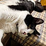 Coco is registered to the contest to win money with this photo: cat, black_and_white, feline, pet, indoor, bedspread, patterned, fur, whiskers, relaxed, lying_down, closeup, domestic_animal, animal, cute, sleepy, cozy, yellow_eyes, soft, portrait