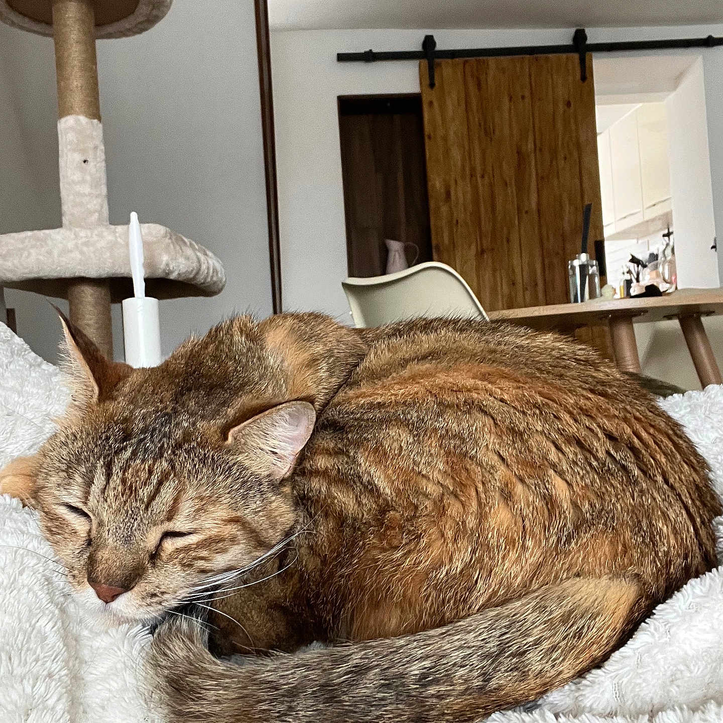 Bara joined the competition — help win amazing prizes! abyssinian, animal, architecture, blanket, building, cat, chair, furniture, hardwood, homedecor, indoors, interiordesign, kitten, livingroom, person, pet, sleeping, spa, stainedwood, wood