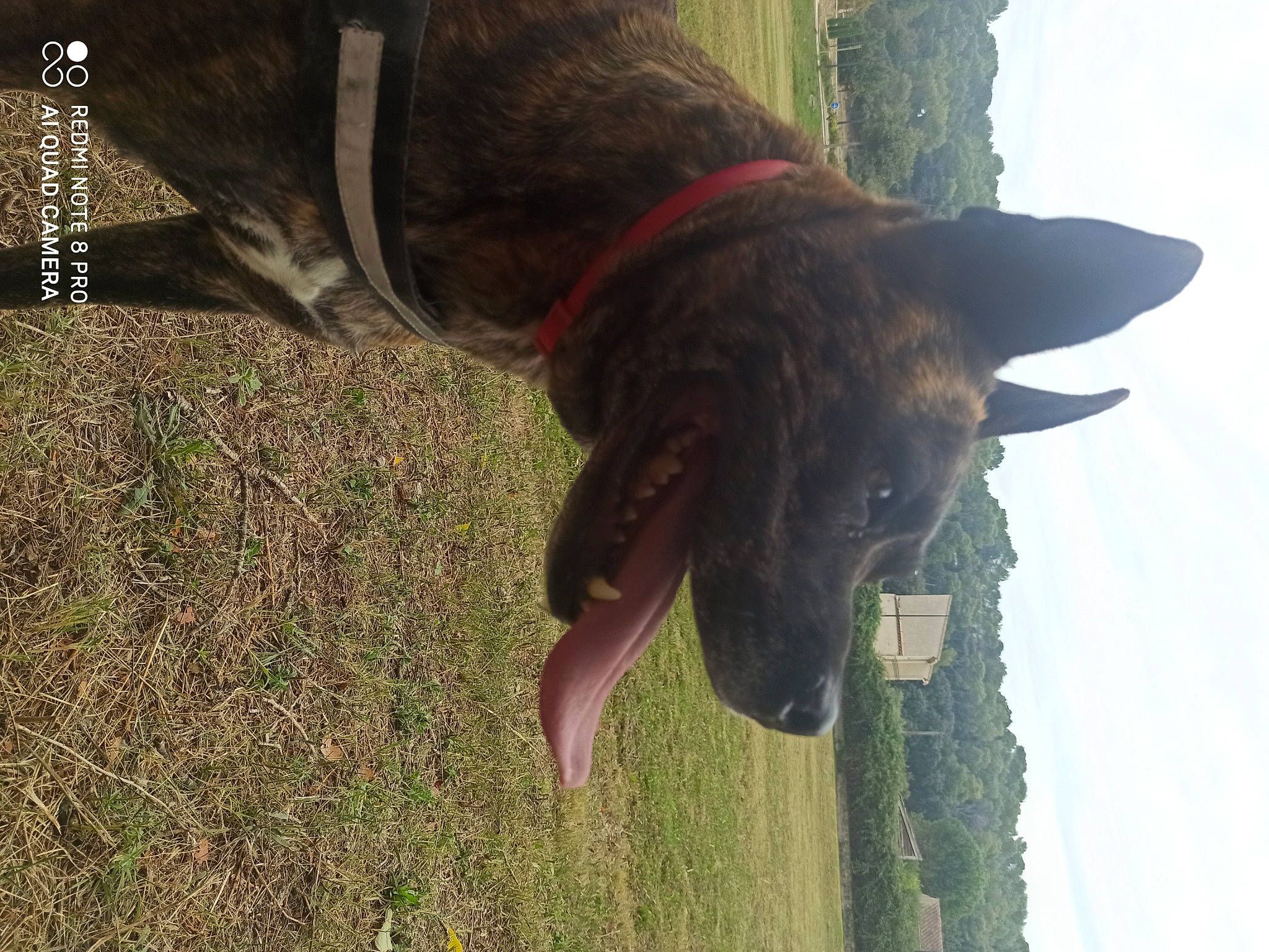 Byron a rejoint le concours — aidez-le/la à gagner de superbes lots ! adventure, carnivore, collar, companion_dog, dog, dog_breed, dog_collar, dog_supply, fashion_accessory, fawn, gesture, grass, liver, plant, sky, snout, sporting_group, tail, tree, working_animal