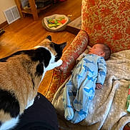 Clementine joined the competition — help win amazing prizes! cat, baby, infant, armchair, blanket, wooden_floor, indoor, pet_toys, calico_cat, blue_pajamas, patterned_fabric, curious, relaxed, soft_lighting, furniture, cozy, interaction, child, animal, home