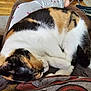 cat, calico_cat, sleeping, curled_up, pet, animal, fur, lap, pajamas, person, resting, indoor, cozy, home, floor, rug, comfort, relaxation, whiskers, tail