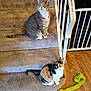cat, tabby_cat, calico_cat, stairs, carpet, pet_toy, wooden_floor, baby_gate, indoor, animal, feline, curious, sitting, looking_up, domestic, household, playful, furniture, home, pet