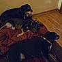 Kami is registered to the contest to win money with this photo: dog, dogs, indoor, resting, blanket, brown, black, wood_floor, collar, pet, animal, canine, lying_down, relaxed, companion, home, floor, quiet, fur, laying