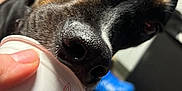 Kami joined the competition — help win amazing prizes! dog, close_up, pet, indoor, frosty_paws, frozen_treat, black_dog, brown_markings, snout, hand, container, carpet, blue_cloth, background, floor, animal, licking, treat, canine, household