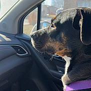 Kami is registered to the contest to win money with this photo: dog, car, purple_harness, window, sunlight, side_view, pet, animal, interior, seat, daytime, looking_out, calm, domestic_animal, mammal, brown, black, white, closeup, transportation