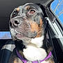 Kami joined the competition — help win amazing prizes! dog, animal, pet, car, purple_harness, sunlight, black_coat, brown_coat, white_chest, inside, window, seat, leather_seat, daylight, closeup, portrait, mammal, sitting, domestic_animal, canine