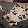Ice a rejoint le concours — aidez-le/la à gagner de superbes lots ! kitten, cat, blanket, paw_prints, bed, toy, plush_toy, blue_eyes, paws, fur, whiskers, indoor, cozy, pet, tucked_in, bedding, close_up, portrait, cute, sleepy