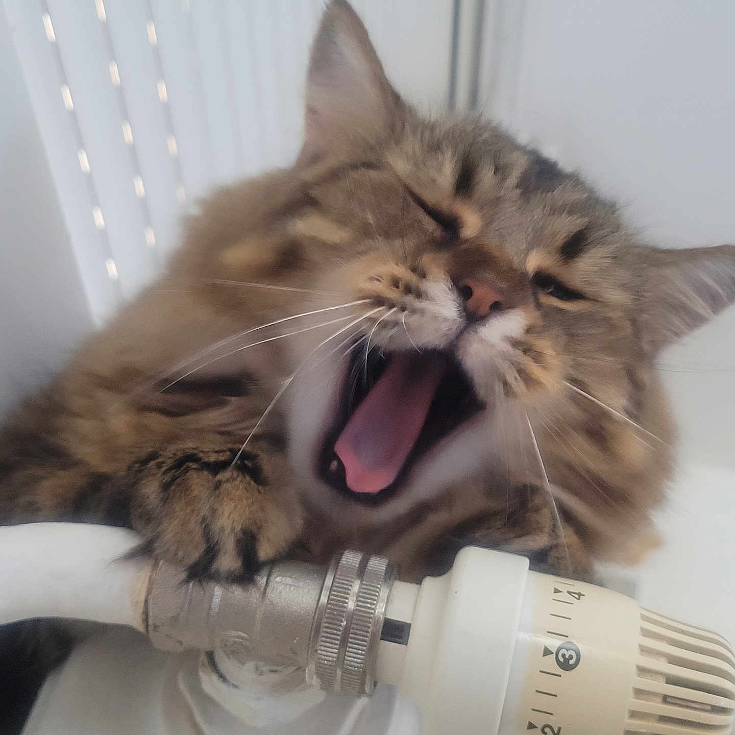 Mojita a rejoint le concours — aidez-le/la à gagner de superbes lots ! abyssinian, animal, appliance, bodypart, cat, device, electricaldevice, face, finger, hand, head, kitten, light, mouth, person, pet, photography, portrait, teeth, tongue