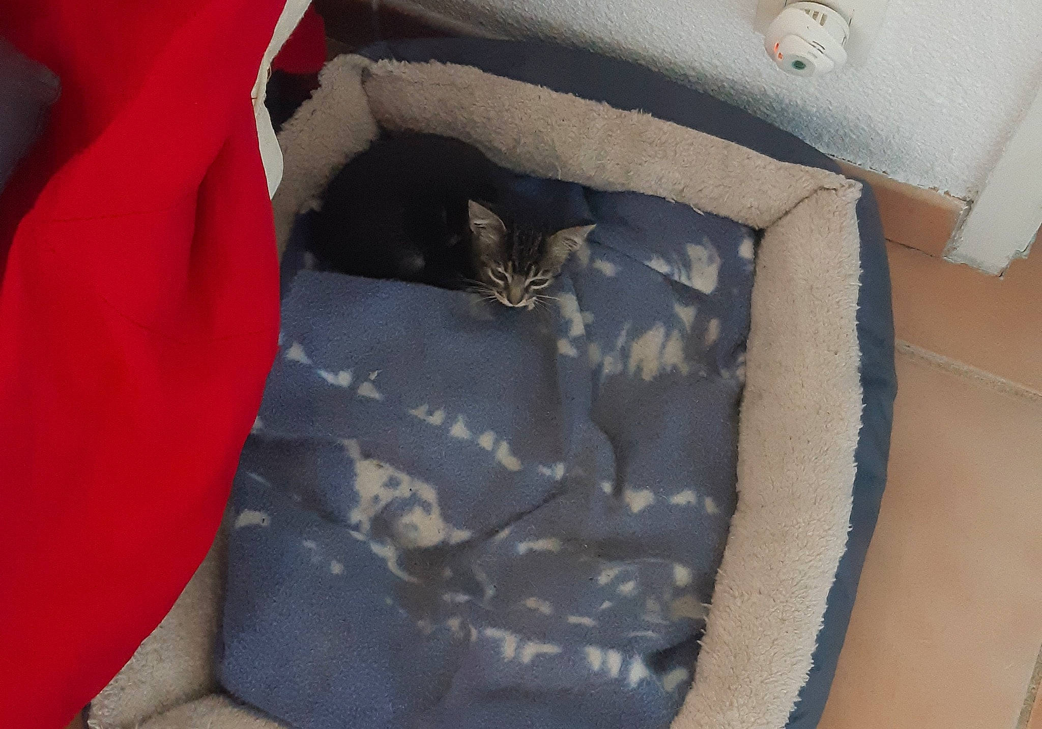 Bailey a rejoint le concours — aidez-le/la à gagner de superbes lots !