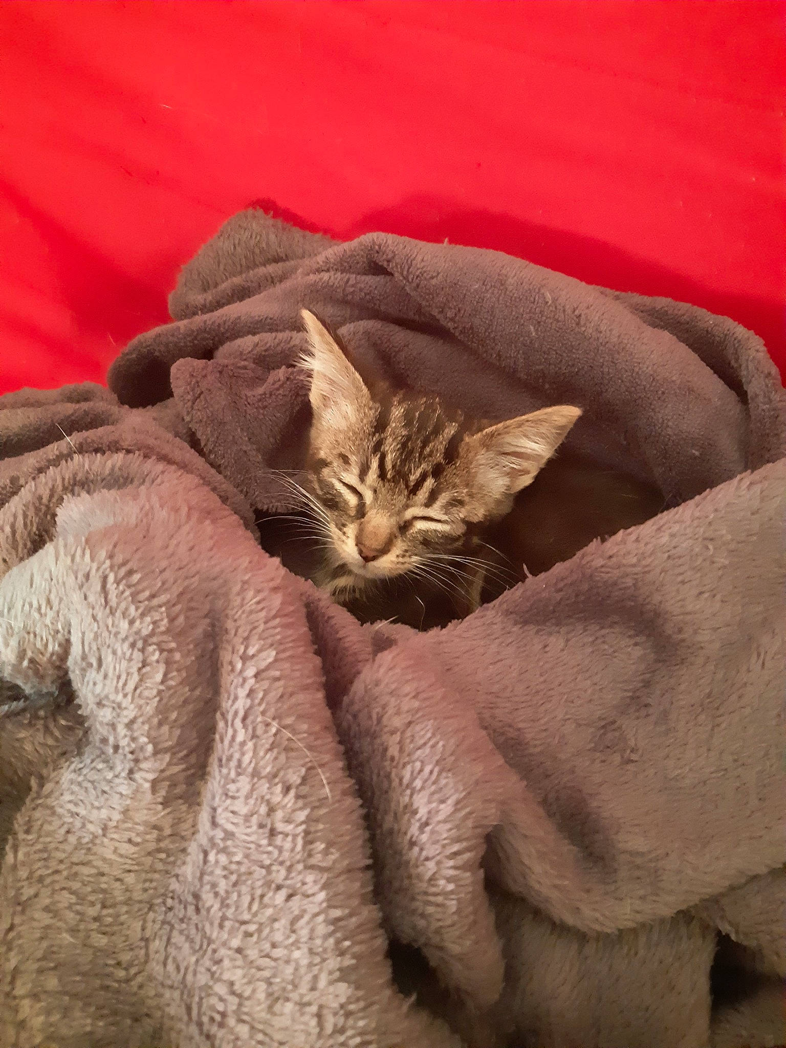 Bailey a rejoint le concours — aidez-le/la à gagner de superbes lots ! asian, australian_mist, carnivore, cat, chausie, domestic_short_haired_cat, dragon_li, european_shorthair, fawn, felidae, mammal, nap, small_to_medium_sized_cats, whiskers