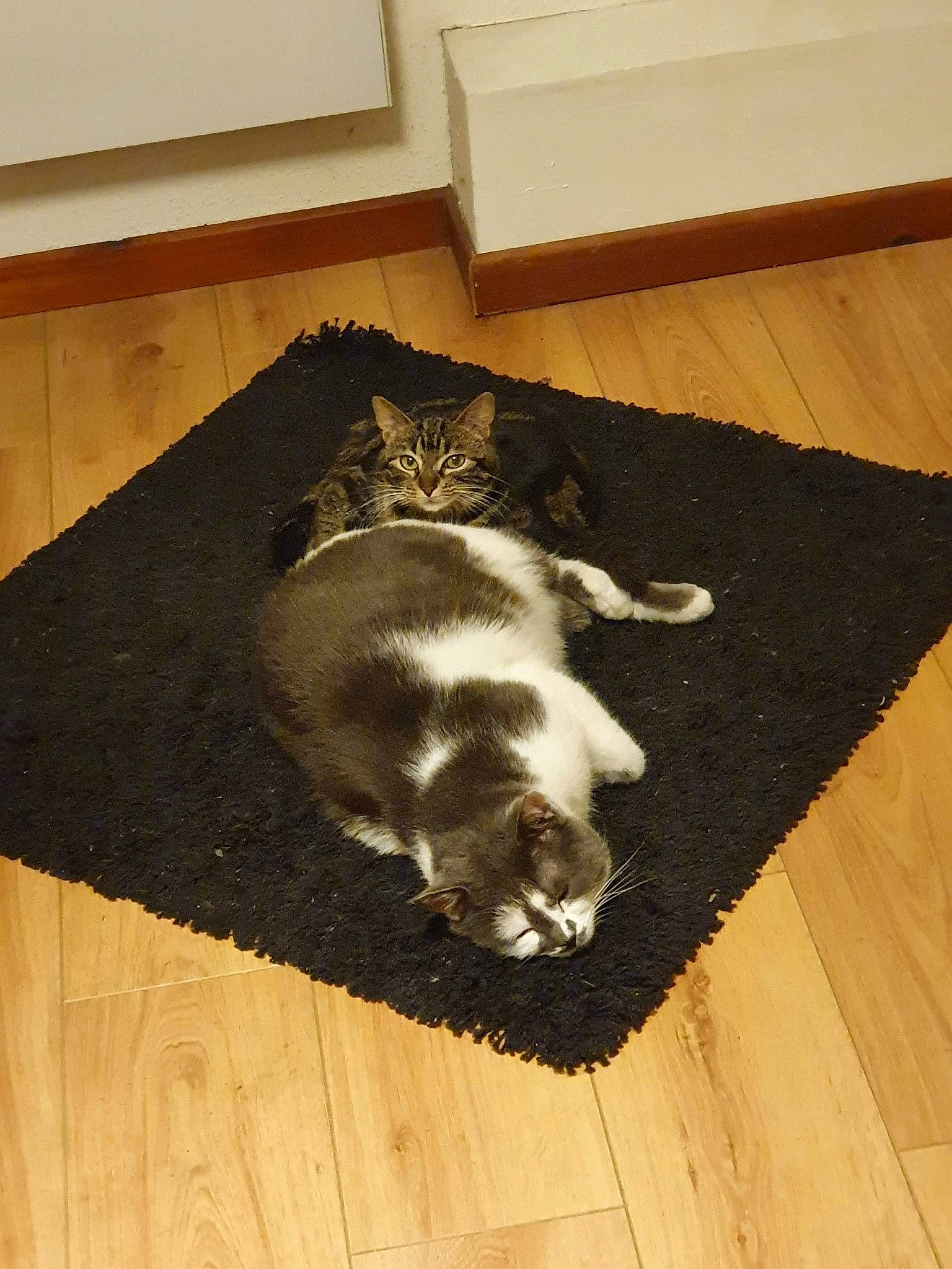 Pompon participe au concours pour gagner de l'argent avec cette photo : canidae, carnivore, cat, dog_breed, european_shorthair, felidae, floor, flooring, hardwood, laminate_flooring, paw, small_to_medium_sized_cats, sporting_group, tail, whiskers, wood, wood_flooring