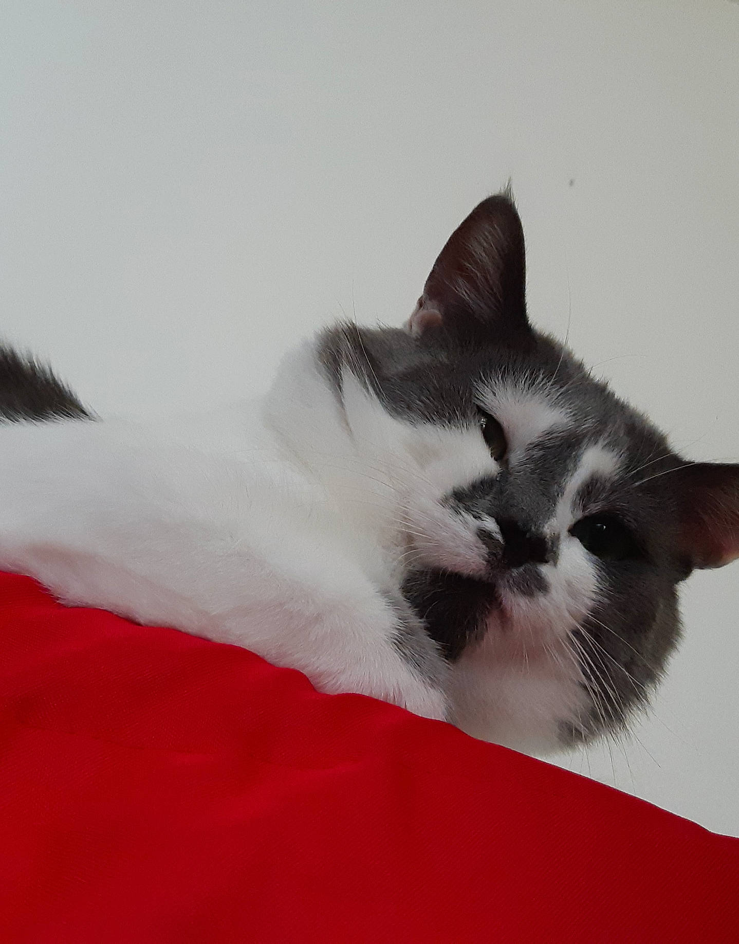 Pompon a rejoint le concours — aidez-le/la à gagner de superbes lots ! asian, balinese, carnivore, cat, domestic_short_haired_cat, felidae, fur, kitten, mammal, norwegian_forest_cat, ragdoll, small_to_medium_sized_cats, snout, snowshoe, tail, whiskers