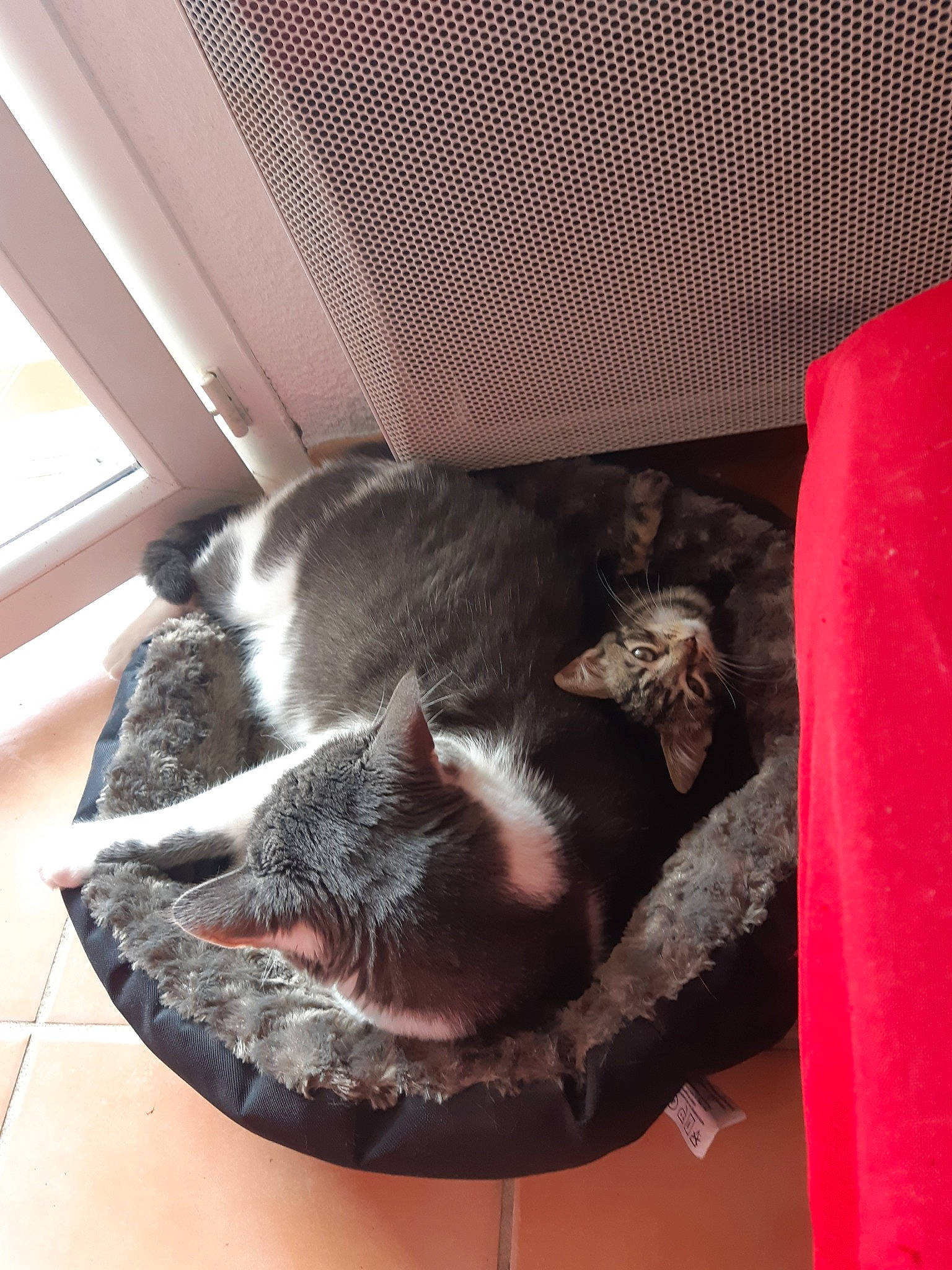 Pompon participe au concours pour gagner de l'argent avec cette photo : carnivore, cat, chartreux, domestic_short_haired_cat, felidae, korat, nebelung, russian_blue, small_to_medium_sized_cats, snout, whiskers