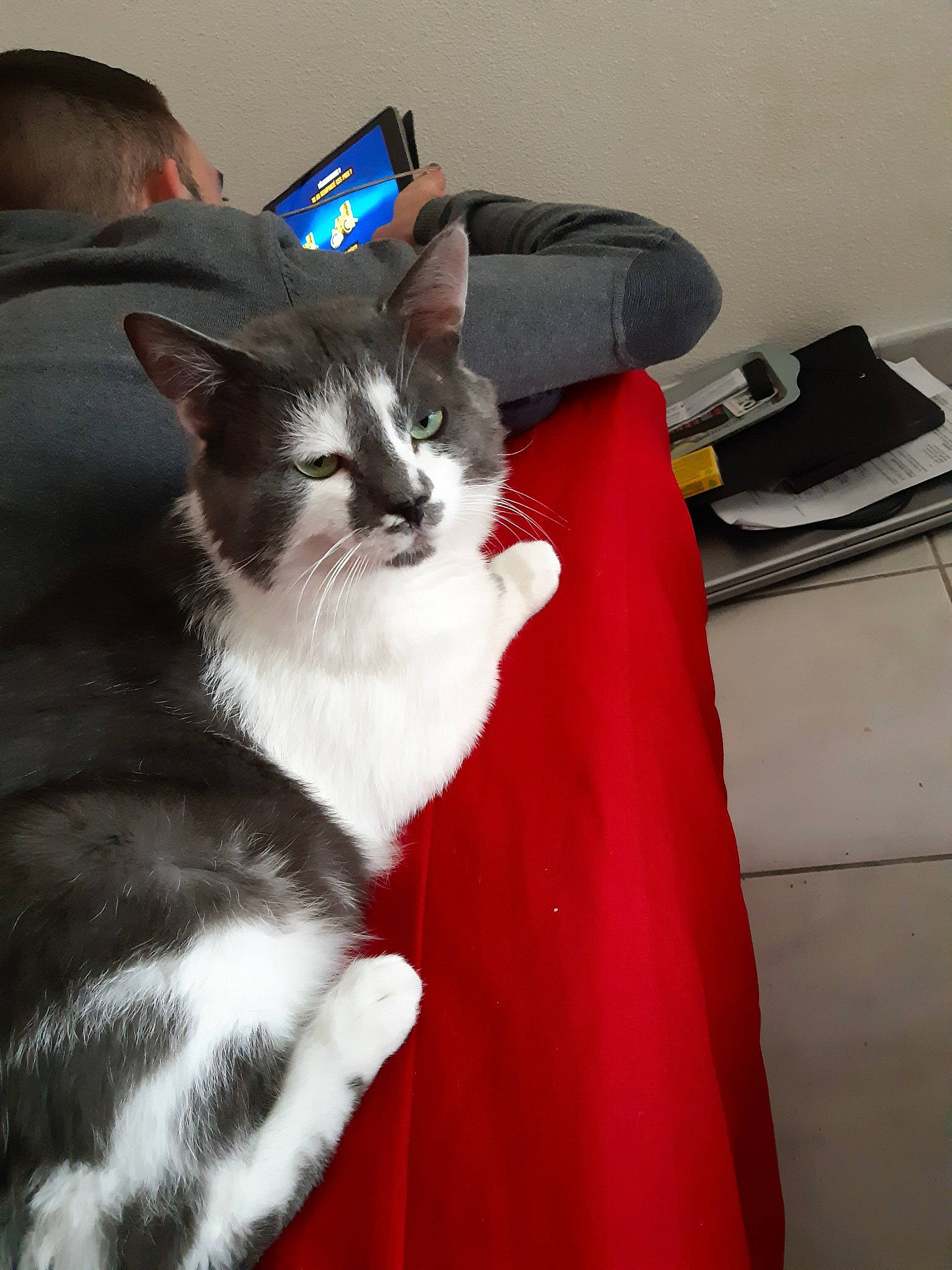 Pompon a rejoint le concours — aidez-le/la à gagner de superbes lots ! aegean_cat, american_wirehair, asian, carnivore, cat, domestic_short_haired_cat, felidae, fur, kitten, mammal, ojos_azules, polydactyl_cat, small_to_medium_sized_cats, snapshot, tail, whiskers