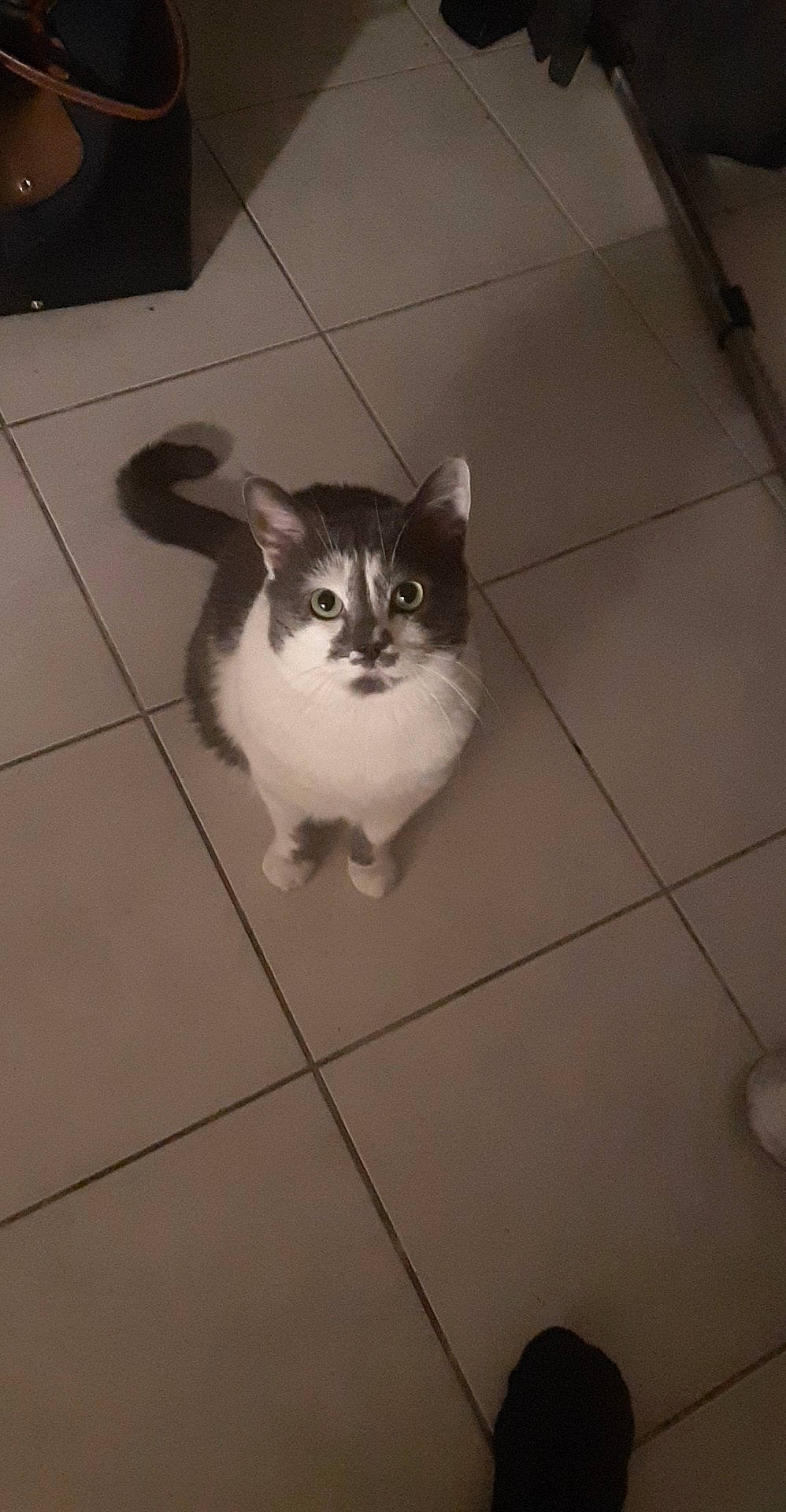 Pompon a rejoint le concours — aidez-le/la à gagner de superbes lots ! aegean_cat, asian, carnivore, cat, domestic_long_haired_cat, domestic_short_haired_cat, european_shorthair, fawn, felidae, floor, flooring, kitten, mammal, norwegian_forest_cat, ojos_azules, polydactyl_cat, small_to_medium_sized_cats, tail, tile, whiskers