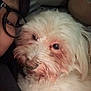 dog, white_dog, fluffy, pet, close_up, person, glasses, face, snuggling, indoor, cozy, cute, animal, fur, portrait, companion, friendship, warm, intimate, resting