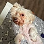 Sushi is registered to the contest to win money with this photo: dog, pet, white_fur, curly_fur, lying_down, cushion, snoopy_pattern, indoor, close_up, cute, small_dog, fluffy, relaxed, looking_at_camera, ears_flopped, paw, animal, domestic, soft_lighting, blurred_background