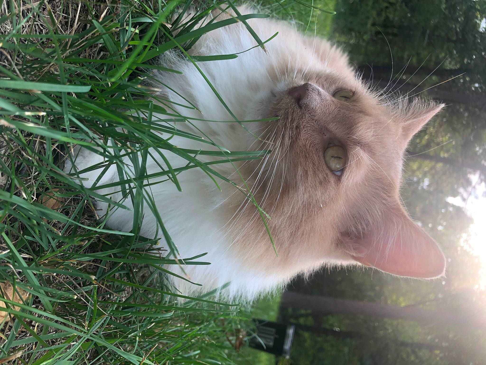 Jake joined the competition — help win amazing prizes! canidae, carnivore, cat, collar, domestic_short_haired_cat, event, fawn, felidae, fur, grass, groundcover, herb, plant, small_to_medium_sized_cats, snout, sporting_group, tail, terrestrial_animal, tree, whiskers