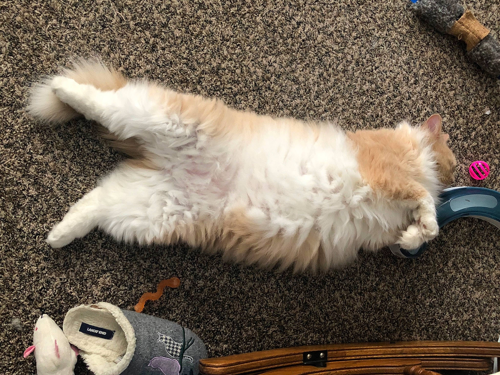 Jake joined the competition — help win amazing prizes! asphalt, canidae, carnivore, companion_dog, dog, dog_breed, fawn, felidae, fur, german_spitz, paw, road_surface, small_to_medium_sized_cats, snout, spitz, sporting_group, tail, toy_dog, whiskers, wood