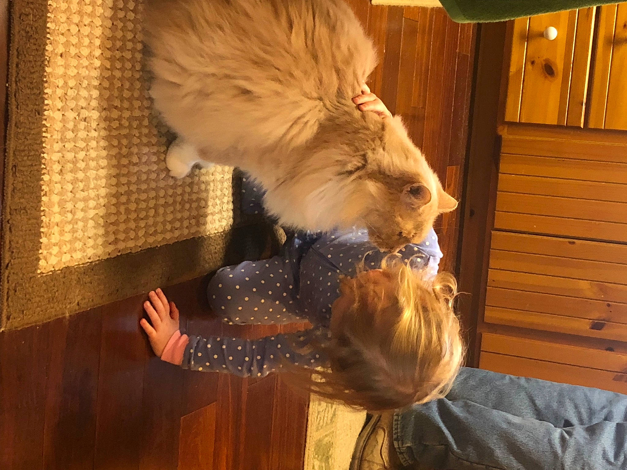 Jake is registered to the contest to win money with this photo: art, cabinetry, canidae, carnivore, cockatoo, companion_dog, fawn, feather, felidae, flooring, fur, goats, hardwood, small_to_medium_sized_cats, snout, sporting_group, tail, whiskers, wood, wood_stain