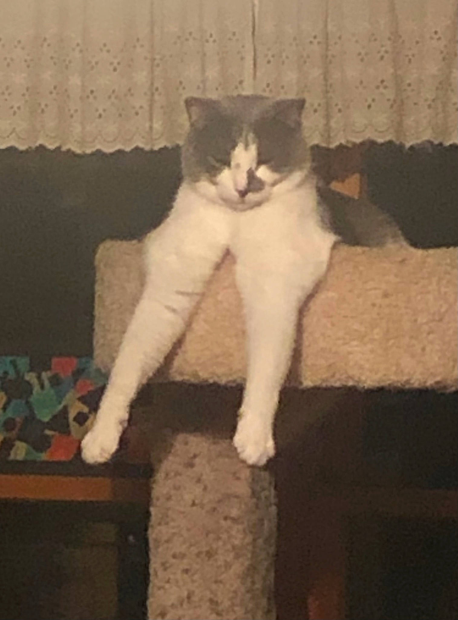 Andy joined the competition — help win amazing prizes! carnivore, cat, cat_furniture, domestic_short_haired_cat, eye, fawn, felidae, foot, fur, head, leg, paw, photo_caption, sitting, small_to_medium_sized_cats, snout, tail, whiskers