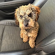Gio is registered to the contest to win money with this photo: adorable, animal, black, car_interior, car_seat, companion, curious, curly_fur, cute, dog, furry, indoor, leather, looking_up, pet, puppy, seatbelt, sitting, small_dog, vehicle