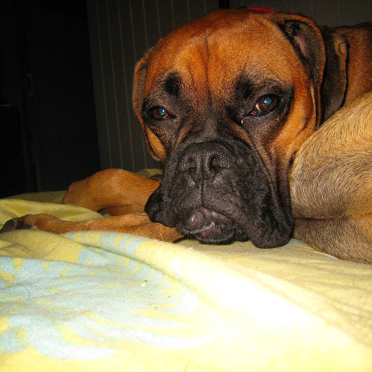 Face a rejoint le concours — aidez-le/la à gagner de superbes lots ! american_mastiff, boerboel, boxer, bullmastiff, canidae, carnivore, companion_dog, dog, dog_breed, english_mastiff, fawn, korean_mastiff, mammal, molosser, perro_de_presa_mallorquin, skin, snout, sporting_group, vertebrate, working_dog