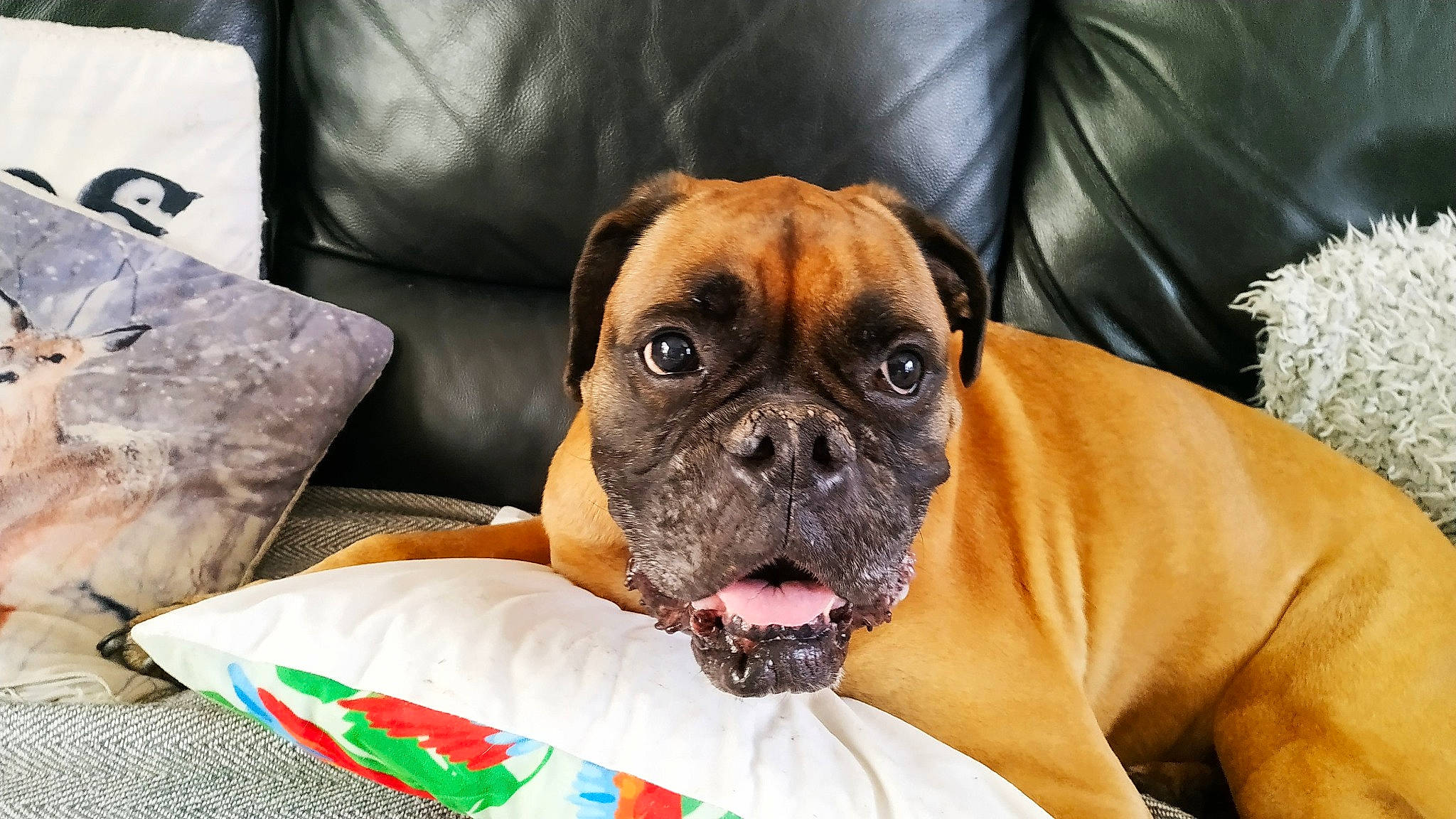 Face a rejoint le concours — aidez-le/la à gagner de superbes lots ! ancient_dog_breeds, boxer, bulldog, bullmastiff, canidae, carnivore, companion_dog, dog, dog_breed, fawn, mammal, molosser, non_sporting_group, pug, puppy, skin, snout, sporting_group, vertebrate, working_dog