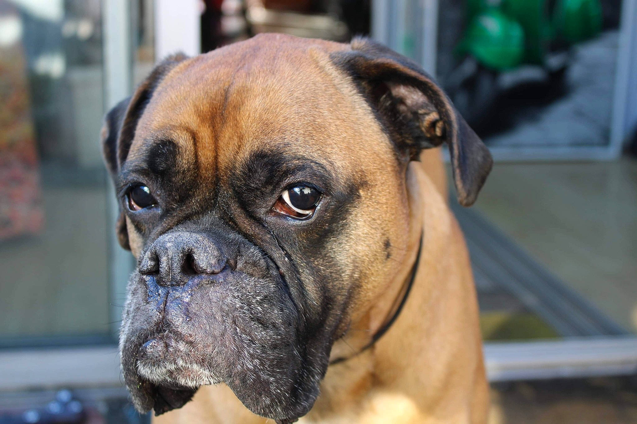 Face participe au concours pour gagner de l'argent avec cette photo : ancient_dog_breeds, boerboel, boxer, bulldog, bullmastiff, canidae, carnivore, companion_dog, dog, dog_breed, fawn, mammal, molosser, perro_de_presa_mallorquin, pug, rare_breed_dog, snout, sporting_group, valley_bulldog, vertebrate