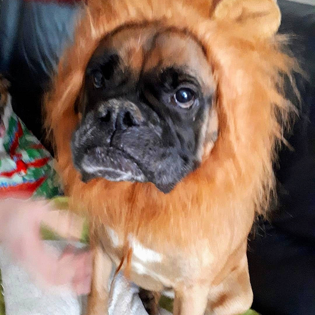 Face participe au concours pour gagner de l'argent avec cette photo : ancient_dog_breeds, canidae, carnivore, companion_dog, dog, dog_breed, fawn, mammal, non_sporting_group, pekingese, pug, puppy, puppy_love, rare_breed_dog, snout, sporting_group, tibetan_spaniel, toy_dog, vertebrate, whiskers