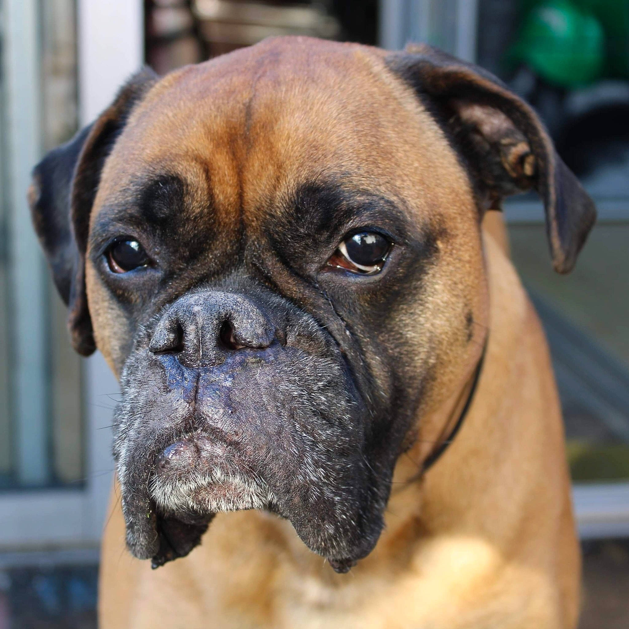Face a rejoint le concours — aidez-le/la à gagner de superbes lots ! american_mastiff, ancient_dog_breeds, boxer, bulldog, bullmastiff, canidae, carnivore, companion_dog, dog, dog_breed, fawn, mammal, molosser, old_english_bulldog, olde_english_bulldogge, rare_breed_dog, snout, valley_bulldog, vertebrate, whiskers