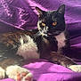 cat, black_and_white, feline, pet, animal, whiskers, yellow_eyes, paw, fur, relaxed, indoor, blanket, purple, sunlight, cozy, resting, cute, domestic_cat, portrait, closeup