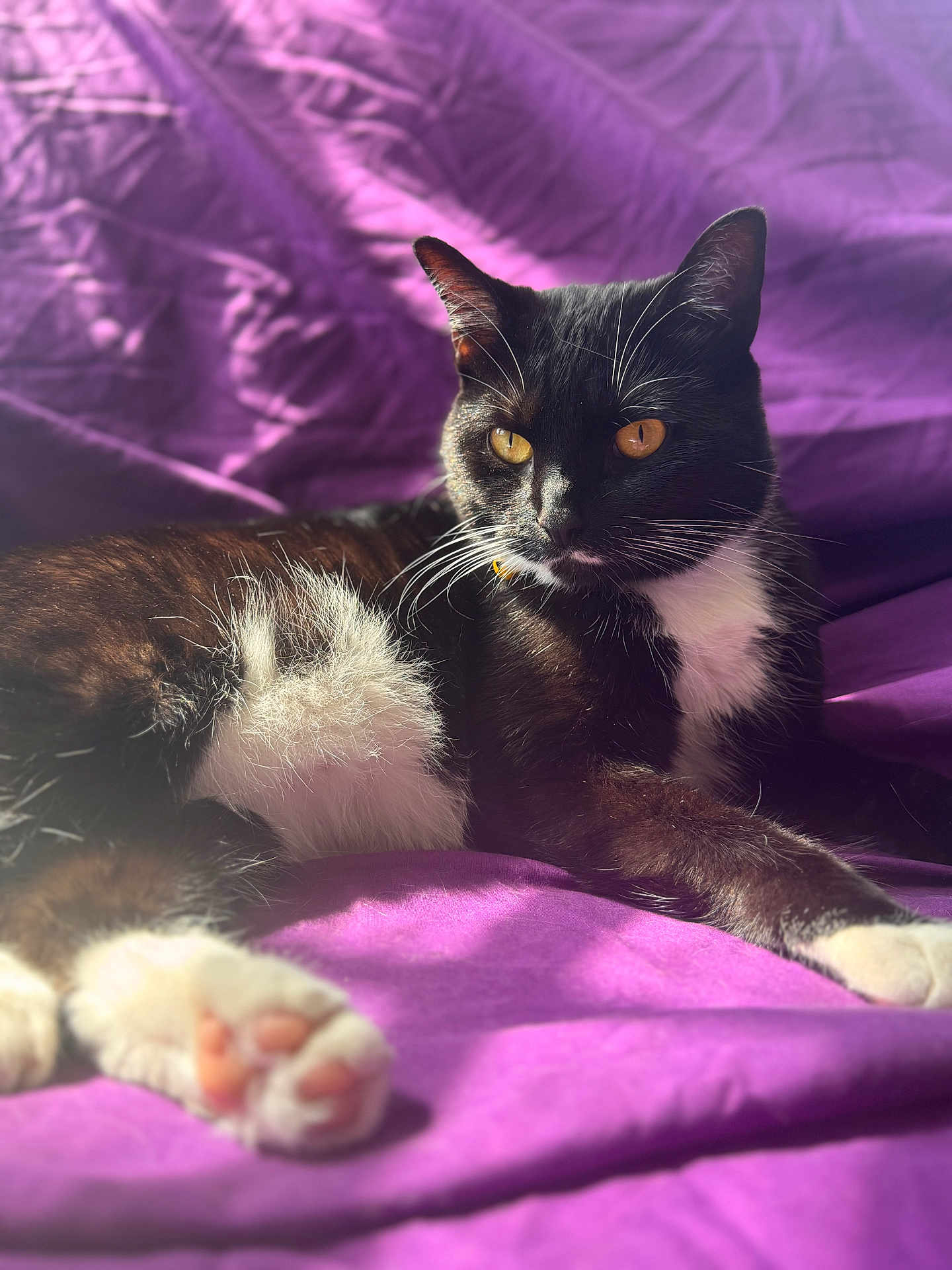 Jinxy is registered to the contest to win money with this photo: cat, black_and_white, feline, pet, animal, whiskers, yellow_eyes, paw, fur, relaxed, indoor, blanket, purple, sunlight, cozy, resting, cute, domestic_cat, portrait, closeup