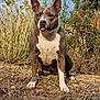 dog, animal, outdoor, grass, nature, plant, canine, pet, brown, white, ears, tongue, sky, shrub, earth, sitting, daylight, mammal, alert, ground