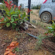 Saika participe au concours pour gagner de l'argent avec cette photo : dog, outdoor, bush, plants, fence, car, dirt, grass, leaf, nature, animal, pet, resting, playful, ground, wire_fence, curious, relaxed, daytime, parked_car