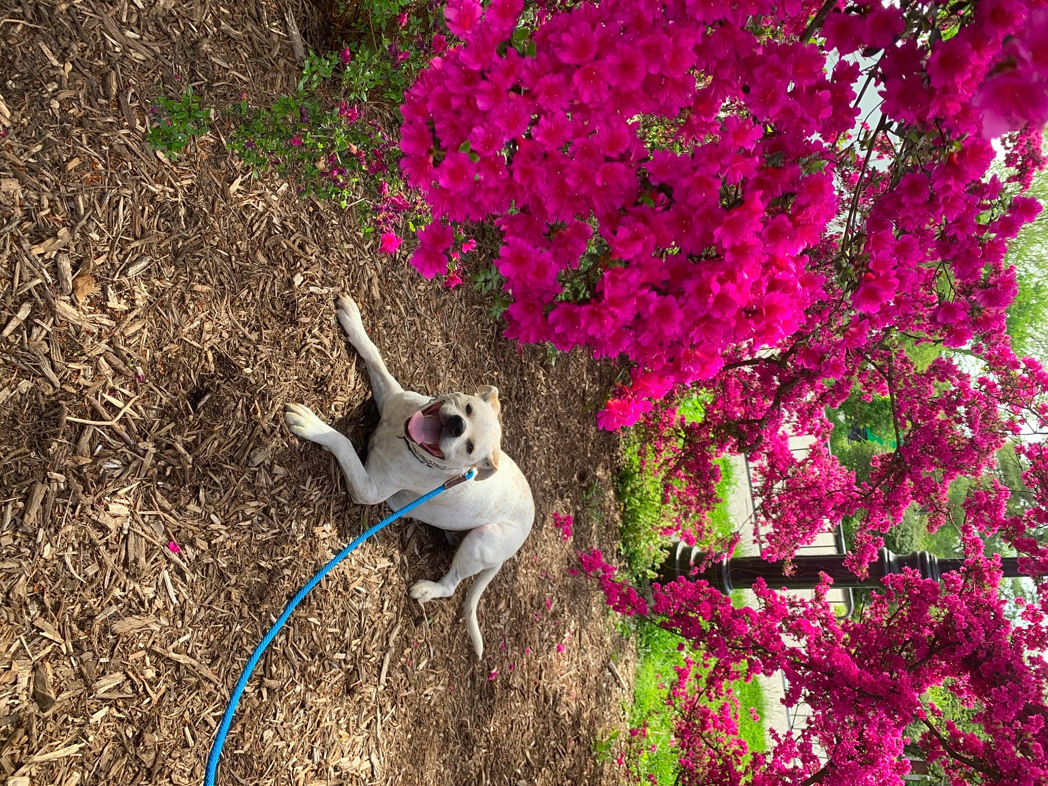 Chase joined the competition — help win amazing prizes! botany, branch, carnivore, collar, companion_dog, dog, dog_breed, fawn, felidae, flower, grass, groundcover, leaf, magenta, petal, plant, shrub, tail, tints_and_shades, tree