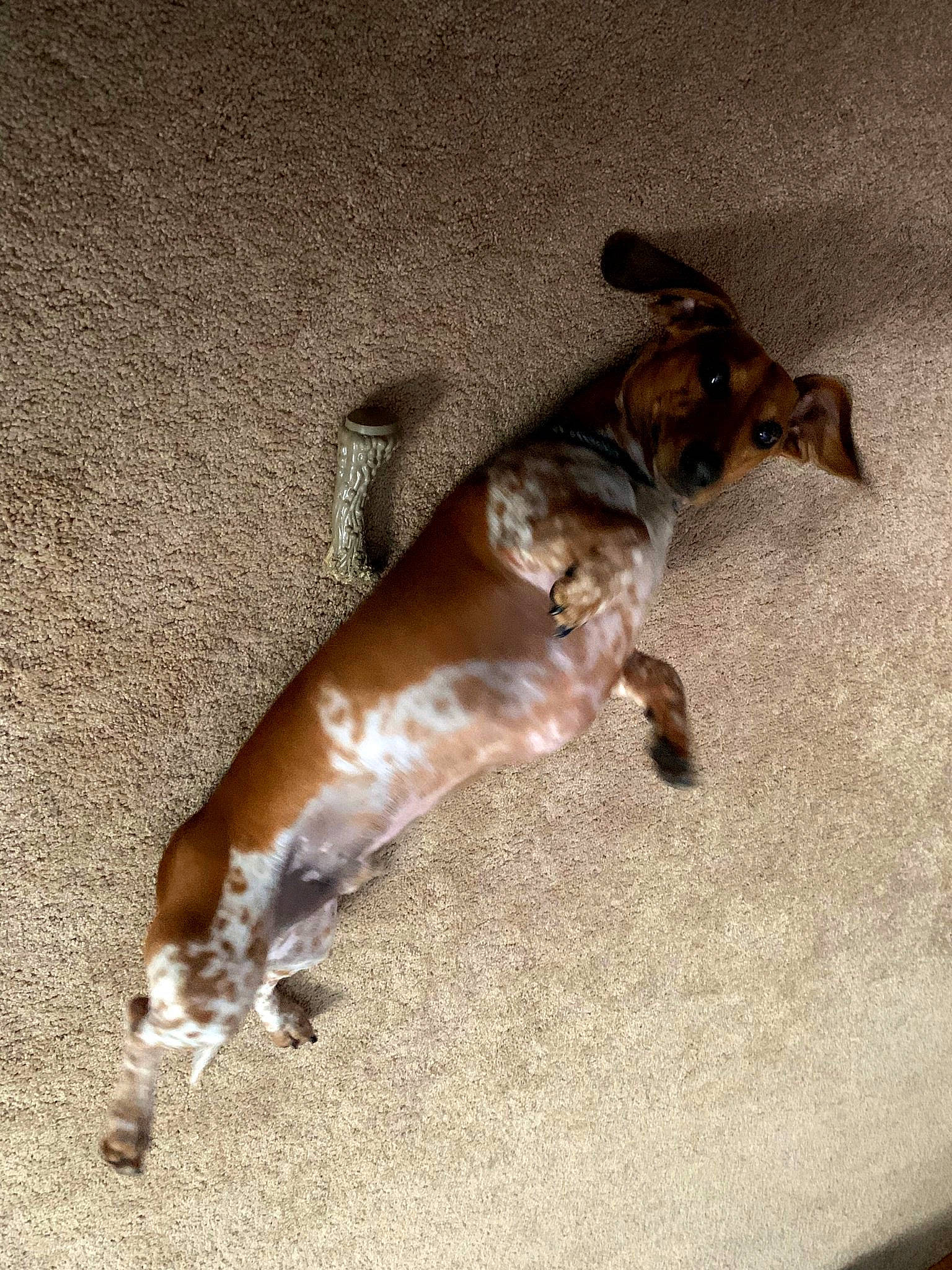 Garrett is registered to the contest to win money with this photo: canidae, carnivore, companion_dog, dog, dog_breed, fawn, mammal