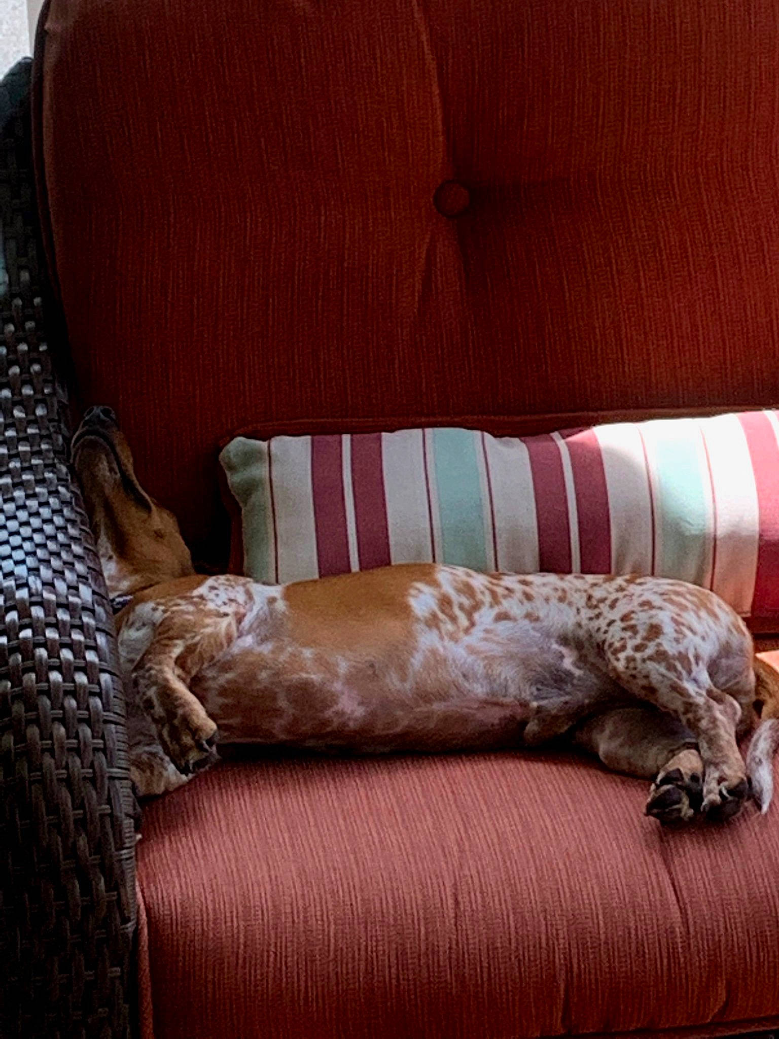 Garrett joined the competition — help win amazing prizes! brown, chair, comfort, couch, cushion, floor, furniture, interior_design, linens, living_room, pillow, room, slipcover, wood