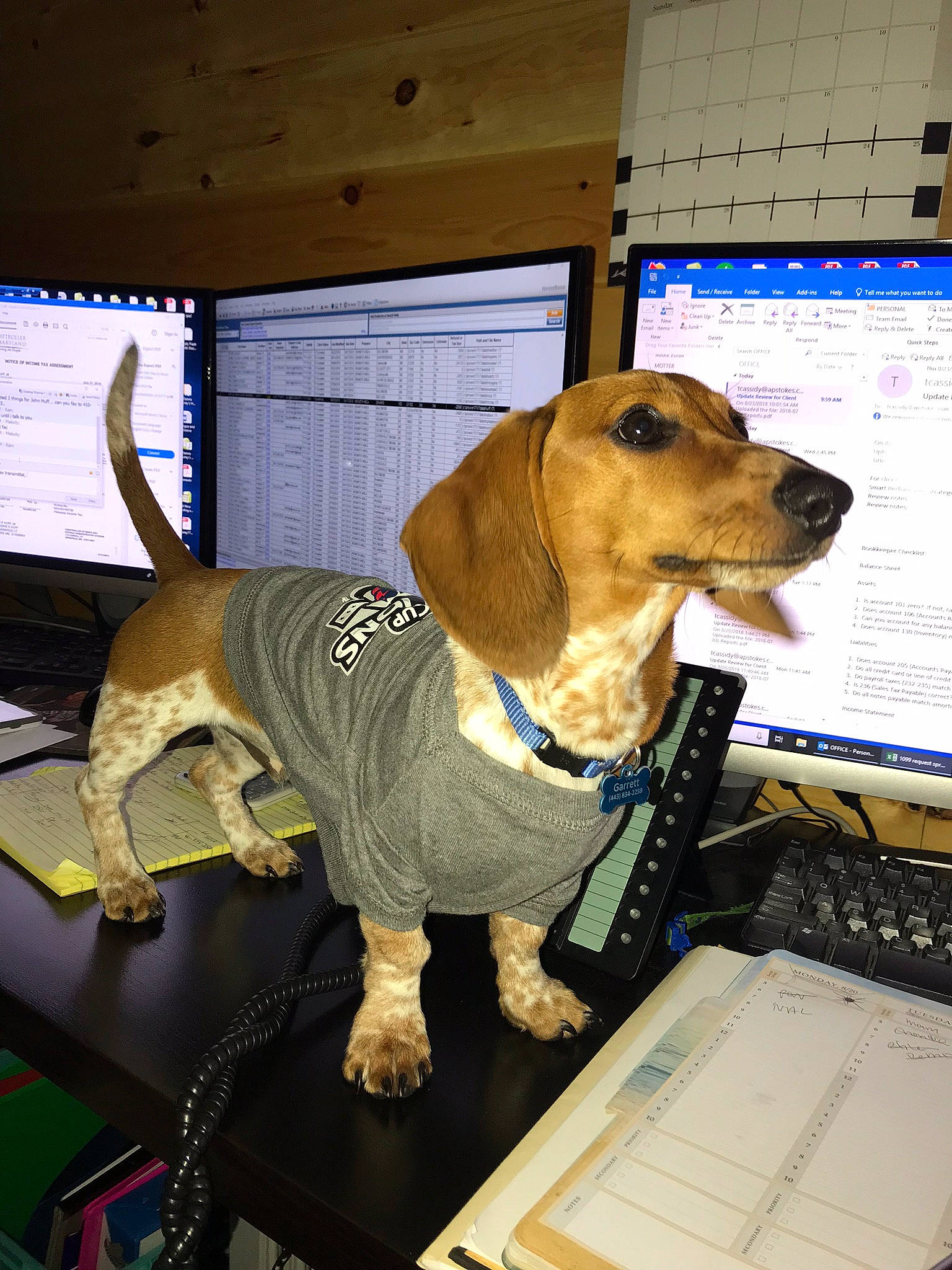 Garrett is registered to the contest to win money with this photo: basset_artesien_normand, canidae, carnivore, companion_dog, coonhound, dog, dog_breed, fawn, hound, mammal, snout, vertebrate