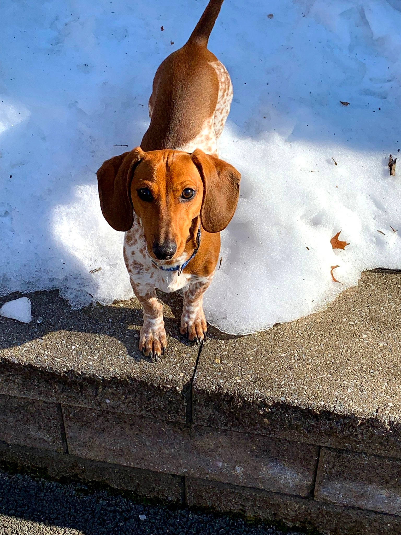 Garrett is registered to the contest to win money with this photo: alpine_dachsbracke, basset_artesien_normand, canidae, carnivore, companion_dog, dachshund, dog, dog_breed, drever, fawn, hound, leash, mammal, rare_breed_dog, scent_hound, snout, sporting_group, vertebrate, westphalian_dachsbracke