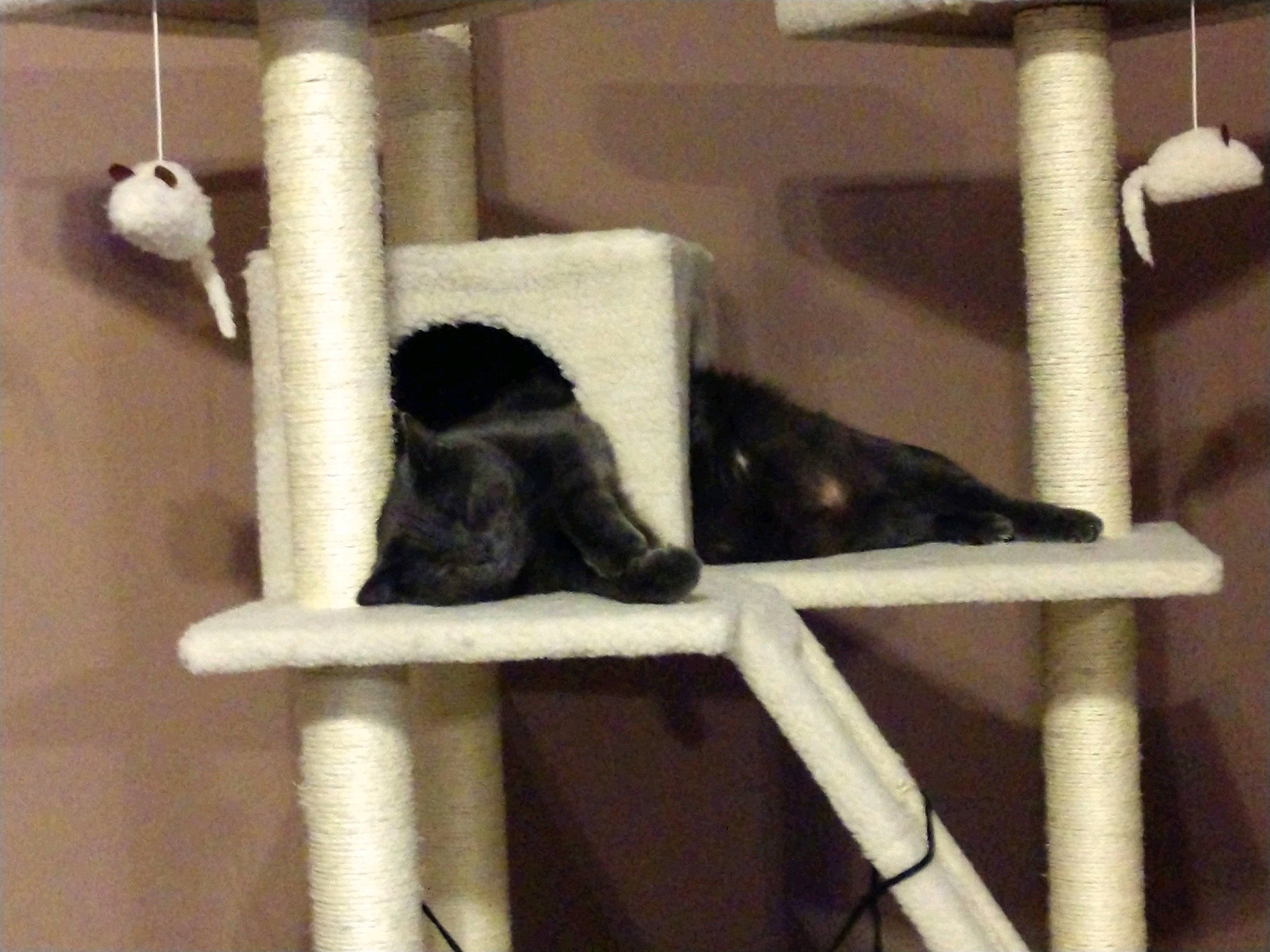 Smokey joined the competition — help win amazing prizes! black_cat, cat, felidae, ladder, small_to_medium_sized_cats