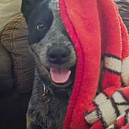 Chance joined the competition — help win amazing prizes! animal, blanket, canine, close_up, collar, comfort, couch, cozy, dog, domestic_animal, fur, furniture, happy, indoor, pet, playful, relaxed, resting, smiling, tongue_out