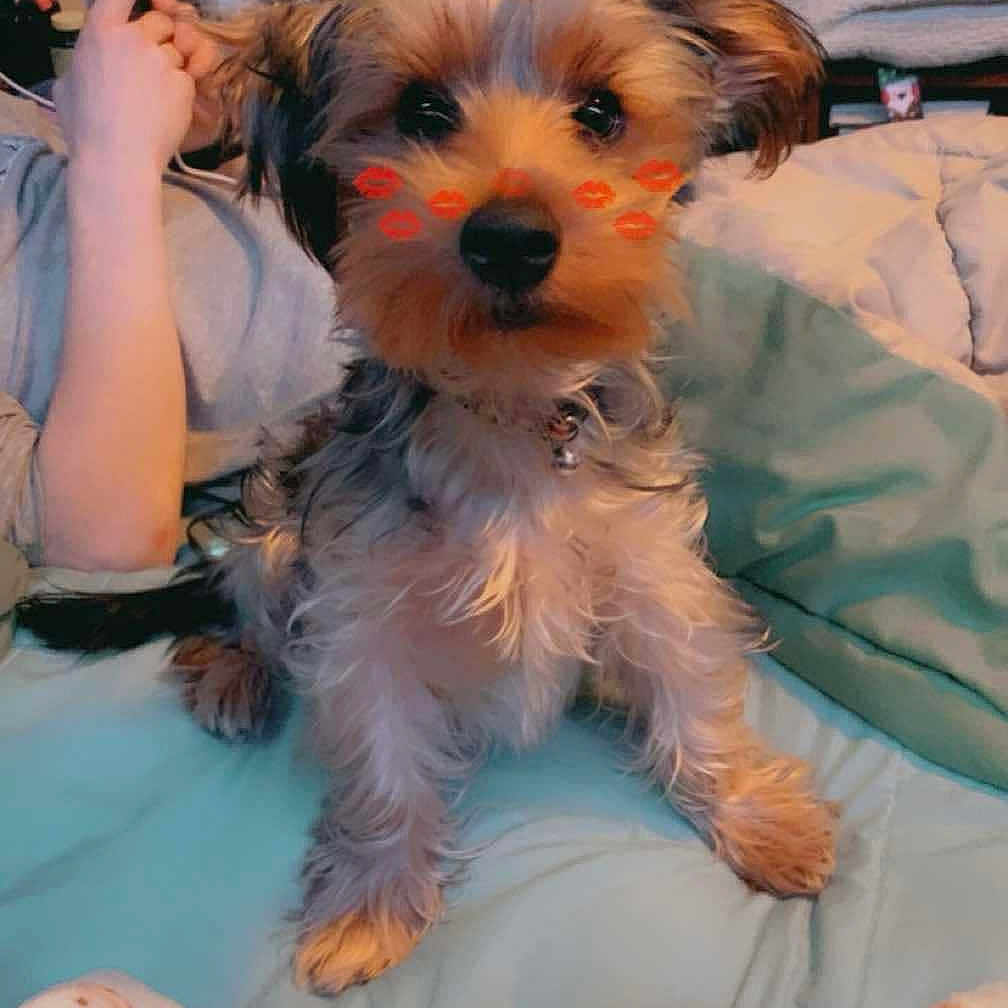 Doobee is registered to the contest to win money with this photo: dog, small_dog, bed, blanket, person, phone, indoor, cute, filter, kiss_marks, fur, pet, cozy, relaxed, sitting, looking_at_camera, home, casual, resting, animal