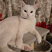 Simba is registered to the contest to win money with this photo: cat, white_cat, pet, feline, cat_tree, paws, pink_paw_pads, relaxed, indoor, curtain, floral_pattern, cozy, fur, animal, domestic_animal, resting, looking, ears, whiskers, collar