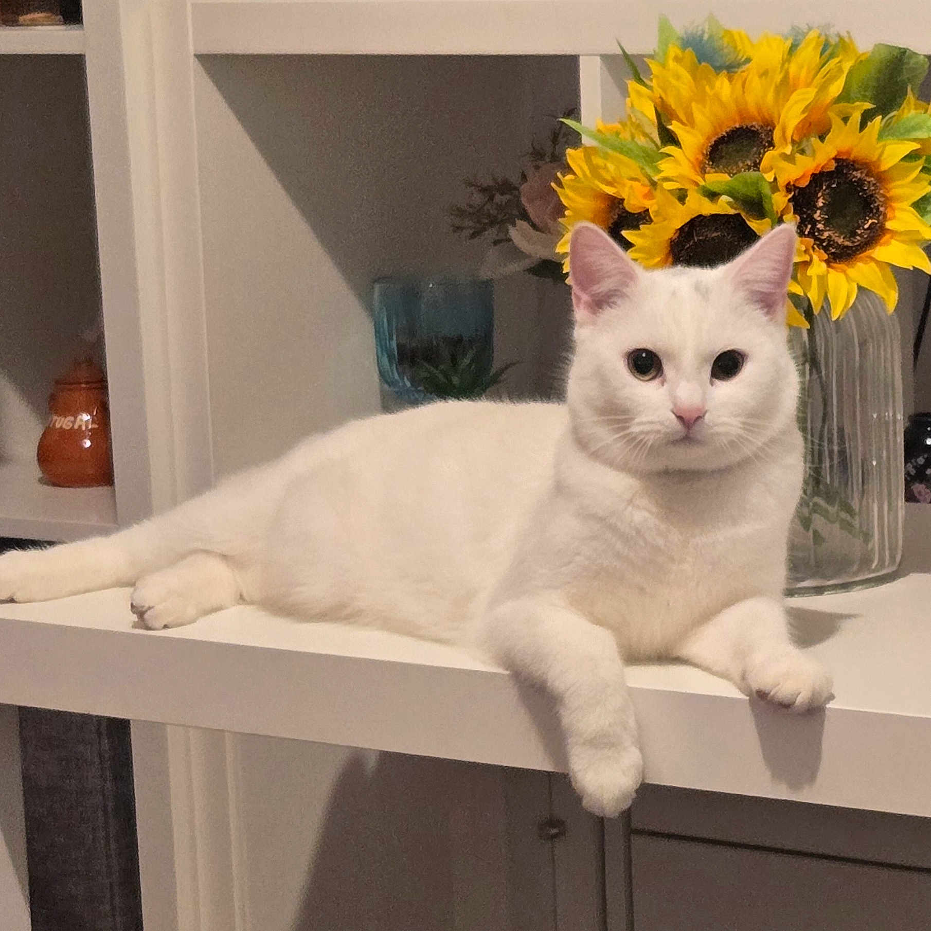 Simba is registered to the contest to win money with this photo: animal, cat, cozy, curious, domestic, feline, flower_vase, furniture, home_decor, houseplant, indoor, pet, portrait, relaxed, resting, shelf, still_life, sunflowers, tabletop, white_cat